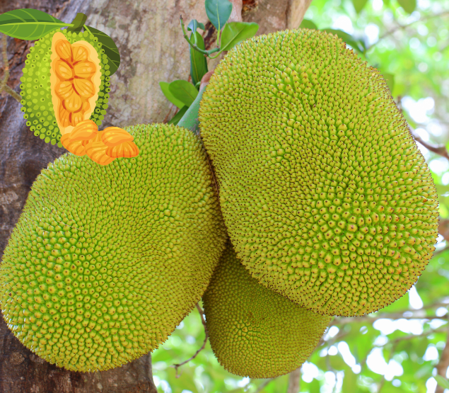 jack fruit export from Bangladesh